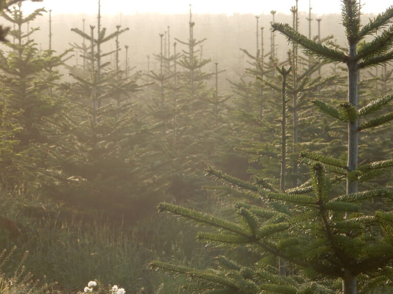 Morgendliche Kultur mit Weihnachtsbäumen im Nebel