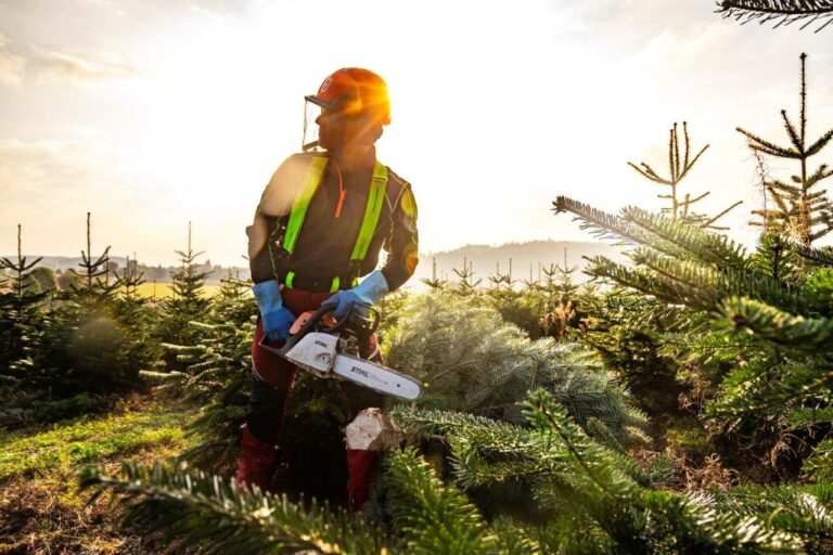 Mann mit Motorsäge sägt Weihnachtsbaum