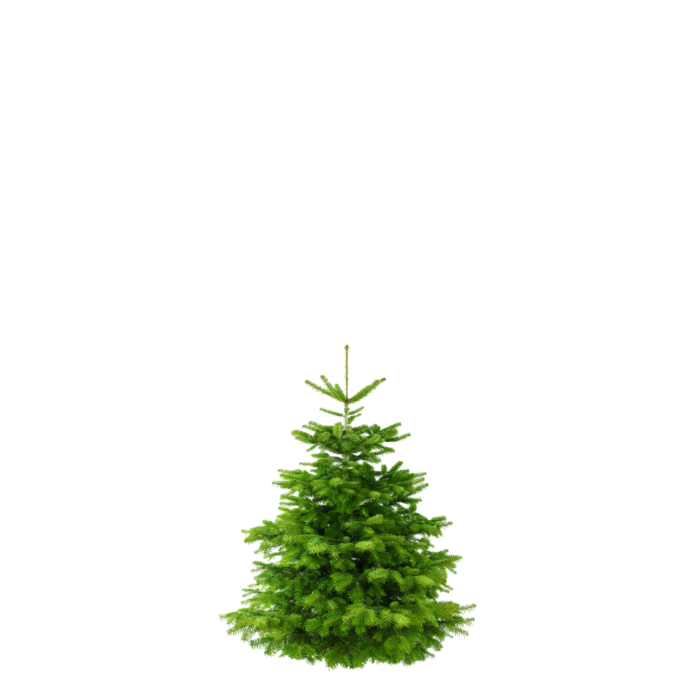 Weihnachtsbaum Nordmanntanne Sven