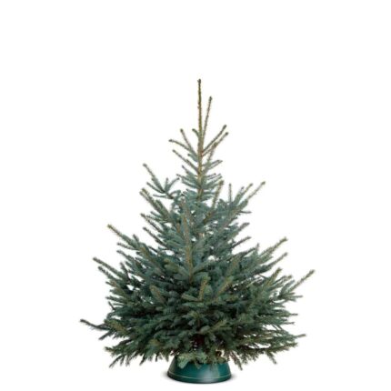 Weihnachtsbaum Blaufichte