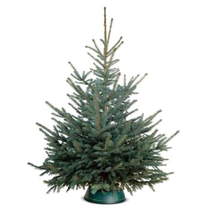 Weihnachtsbaum Blaufichte in Christbaumständer