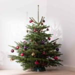 Weihnachtsbaum Nordmanntanne Leander geschmückt mit Kugeln in lila