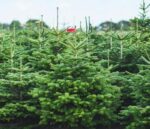 Weihnachtsbaum Leander in Kultur