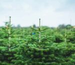 Weihnachtsbaum Karl in Kultur Nordmanntanne