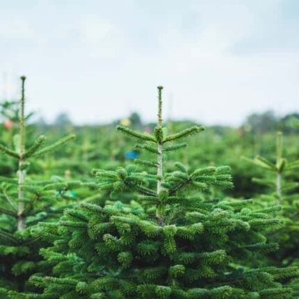 Weihnachtsbaum Karl in Kultur Nordmanntanne