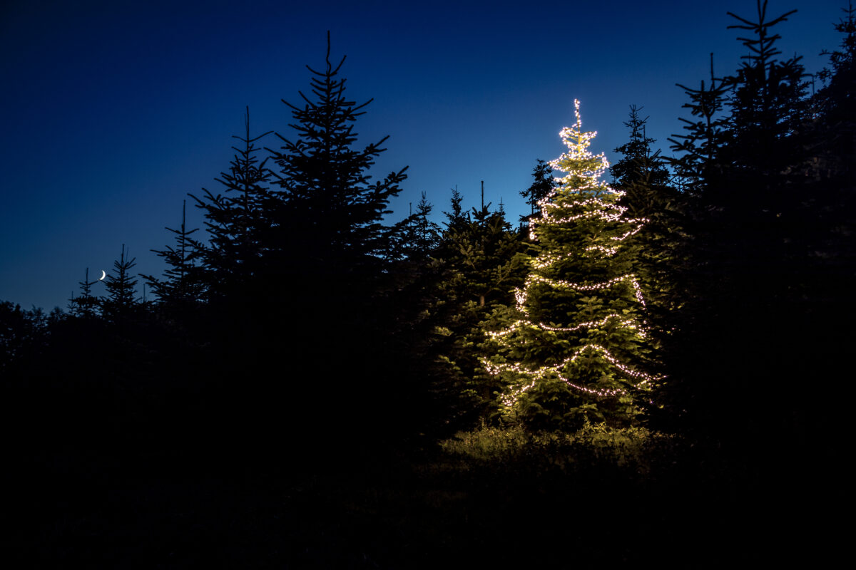 kleineres Bild des beleuchteten Weihnachtsbaum in Kultur