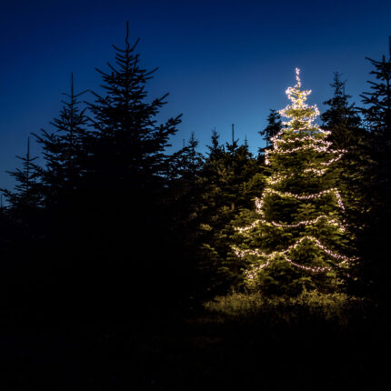 kleineres Bild des beleuchteten Weihnachtsbaum in Kultur