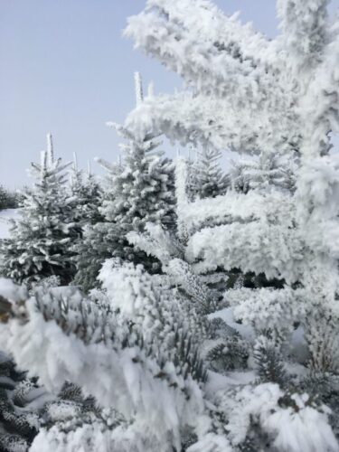 Vereister Weihnachtsbaum im Winter