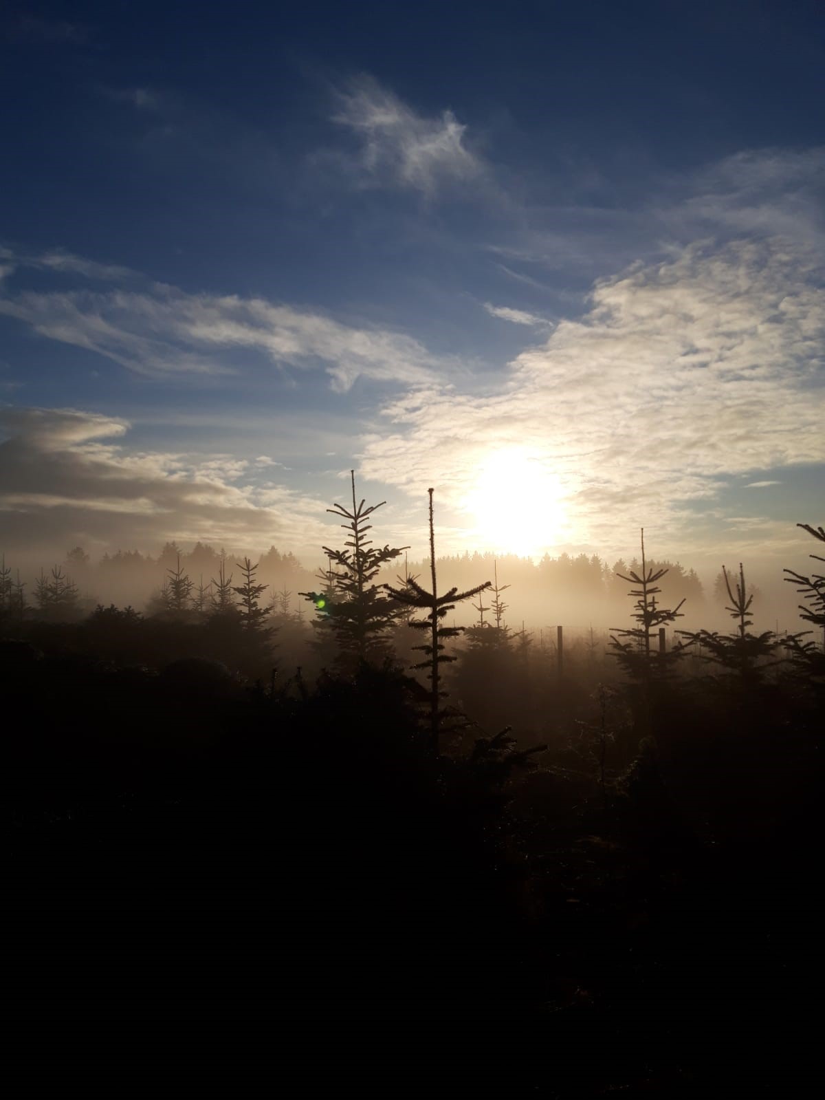 Weihnachtsbaum in morgendlicher Kultur