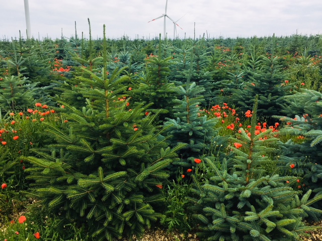 Weihnachtsbaumkultur, Blaufichten, roter Klatschmohn