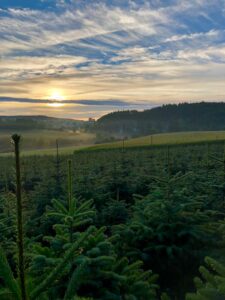 Tannenbaum im morgendlichen Nebel und aufgehender Sonne