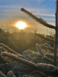 Weihnachtsbaum zur goldenen Stunde mit Rauhreif