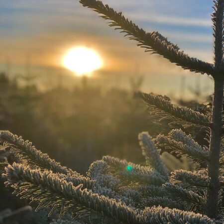 Weihnachtsbaum zur goldenen Stunde mit Rauhreif