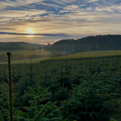 9e2d8a7a-3fc0-42c5-a420-523eb528842d Christbaumkultur bei Sonnenaufgang